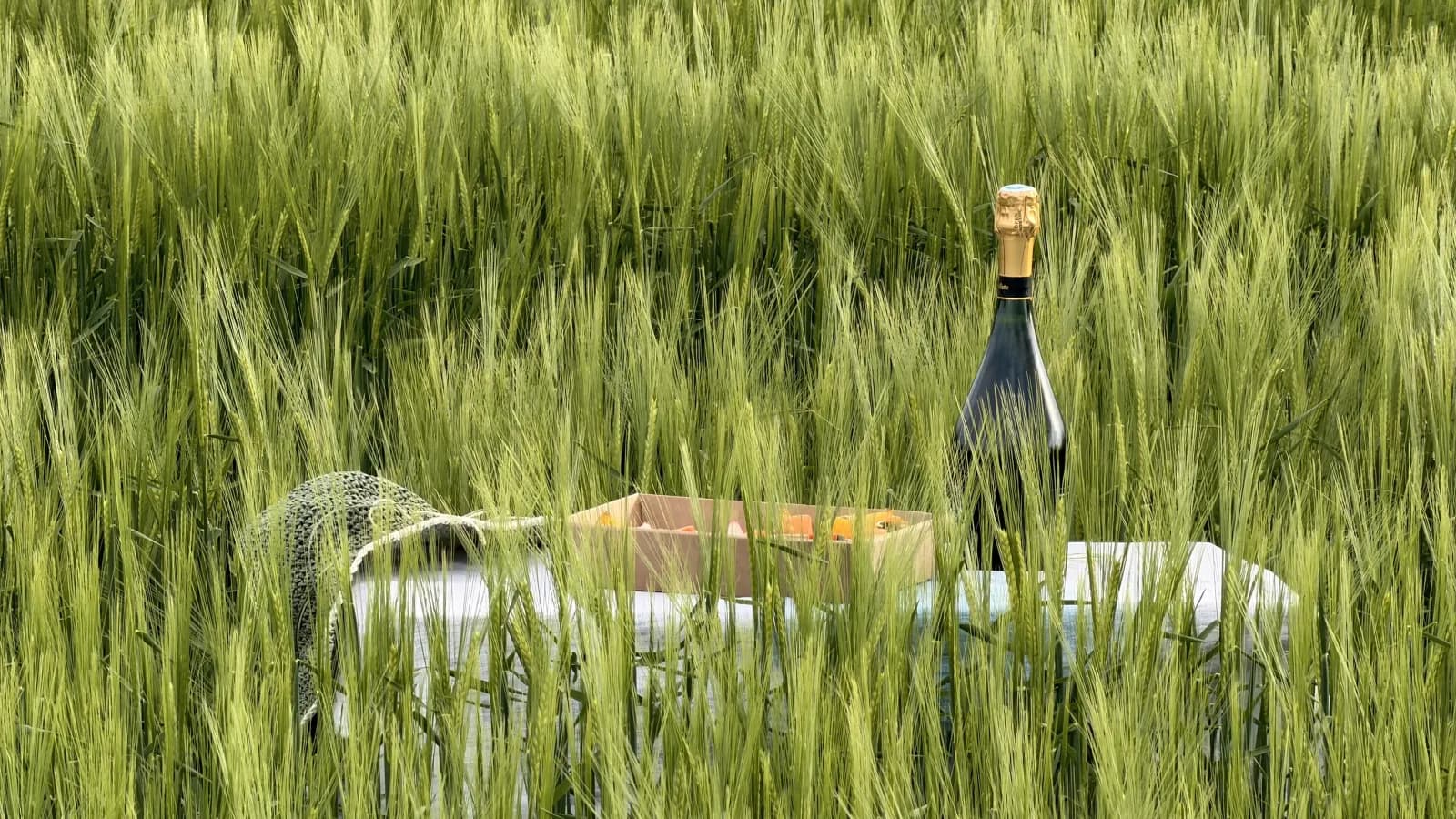Domaine de la Bégude, servi au champ